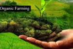 Organic farming